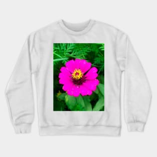 Blooming mature pink zinnia flower Crewneck Sweatshirt